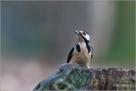 <p>STRAKAPOUD VELKÝ (Dendrocopos major) - /Great spotted woodpecker – Buntspecht/
</p>